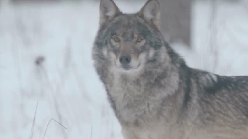 A majestic wolf turning its head while surrounded by white snow.