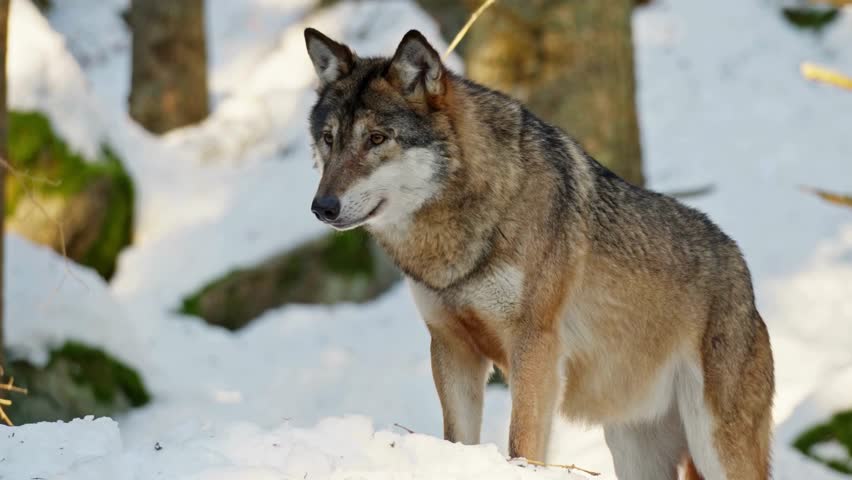 A beautiful wolf with thick brown and gray fur standing in a snowy forest.
