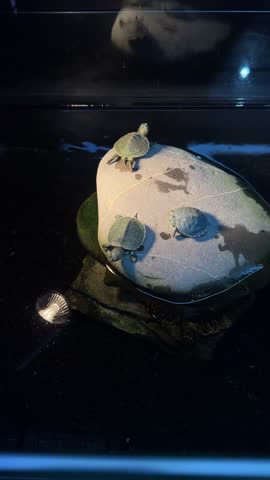 Vertical 4K video. Top view. Green tiny little red eared slider pond turtle on stone shore at home aquarium. Concept of wild life, rest, summer relax, calm, zoo store, pet shop, swim, biology, nature