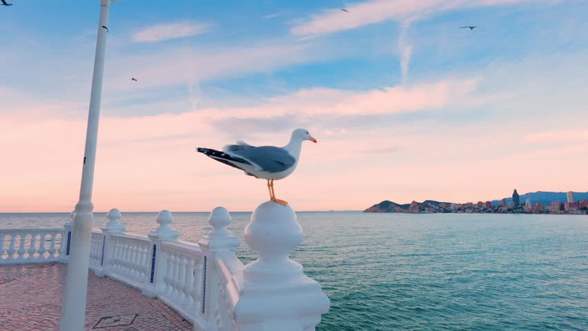 Seagull flying over benidorm cityscape at sunrise Benidorm