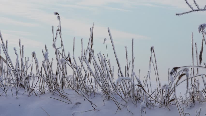 Winter landscape. Dry branches and stems are covered with frost and snow. Fluffy white snow lies on the ground and branches. Close-up. 