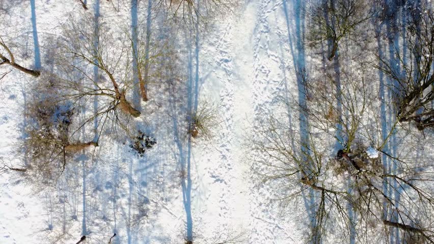Winter Landscape With Trees and Snowy Ground in a Park During Daytime
