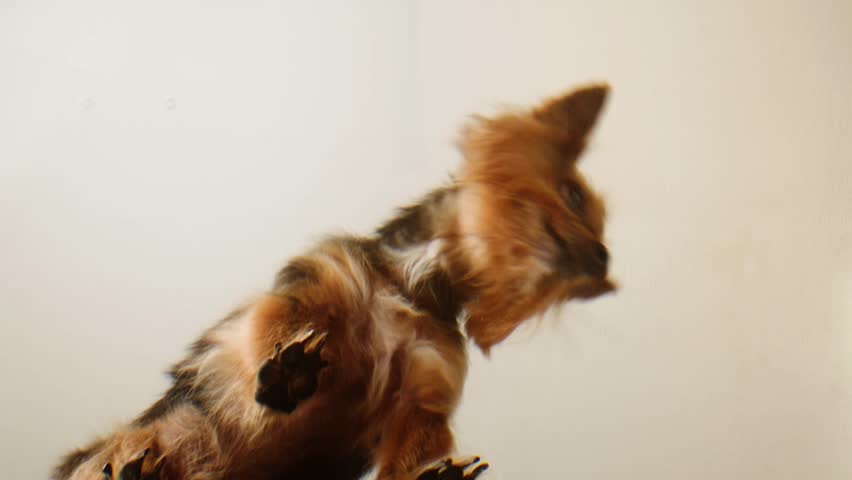Small dog eat, Yorkshire terrier eating dog food from metal bowl, concept of online shop delivery for pets, supplements and vitamins. 