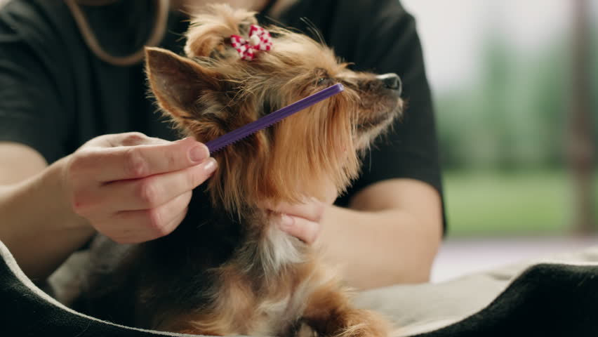 Yorkshire terrier at grooming salon, woman grrom small cute dog, happy animal life.