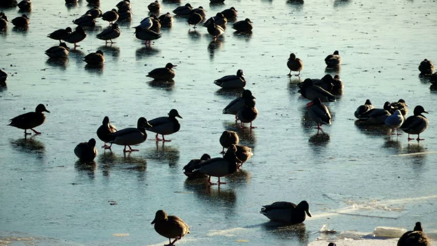 Winter Season. Wild Ducks Standing On Frozen Lake. Wintering Birds Migration And Survival. Frozen Water With Many Ducks, Ornithology Study Bird Watching. seasonal Climate Change Impacts On Wild Animal