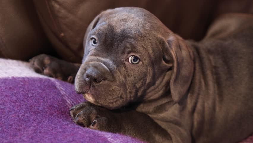 Cute little gray Cane Corso puppy on a checkered woolen blanket