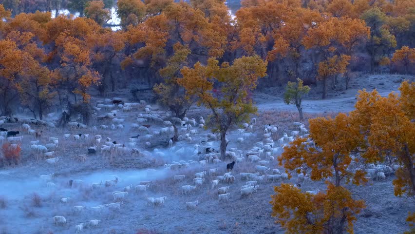 Frost-covered cemetery with golden autumn trees and blue morning light, creating a serene contrast between seasons and life cycles.