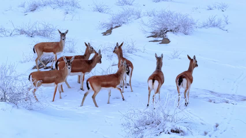 A herd of pronghorn antelope navigates a snowy winter landscape with sparse vegetation and frozen terrain.