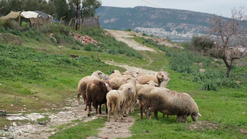 Sheep, Lambs and Ram Grazing on Green Pasture Among Olive Trees, Rural Farm Scene, 4K