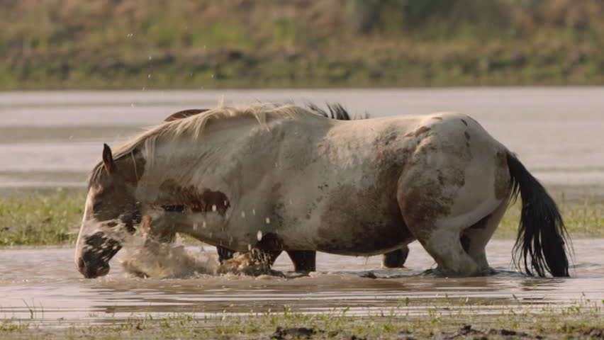 Two horses enjoy their time in the mud by a riverbank. One horse plays in the mud while the other stands close by. They relax and have fun during a warm afternoon.