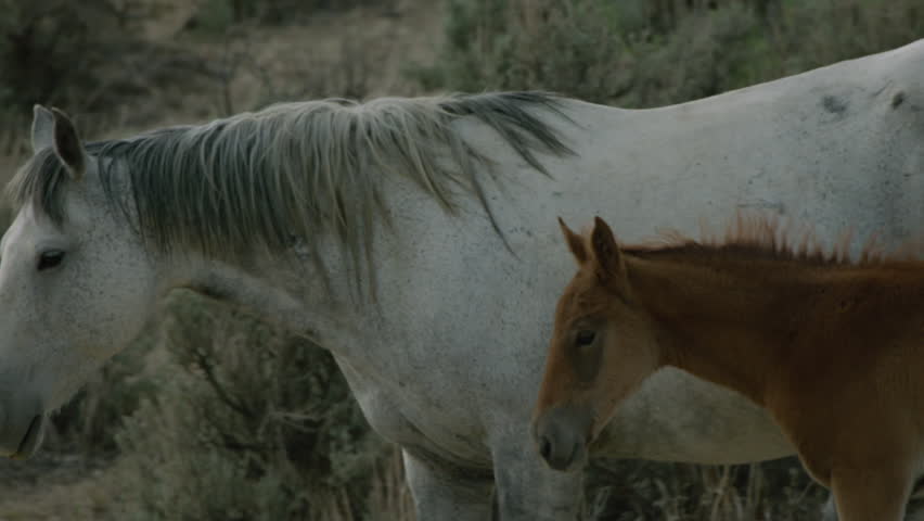 Two horses and a foal are spending time together in a natural setting. The animals are walking and grazing among the grass and bushes in the daylight.