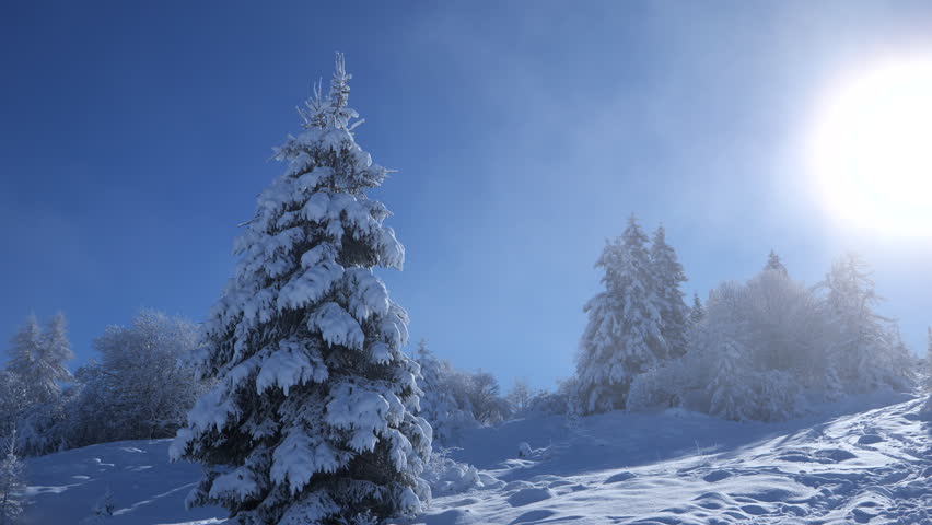 Snow-covered pine tree in the forest covered with snow in the mountains in winter, a low cloud passes through the forest blown by the icy winter wind