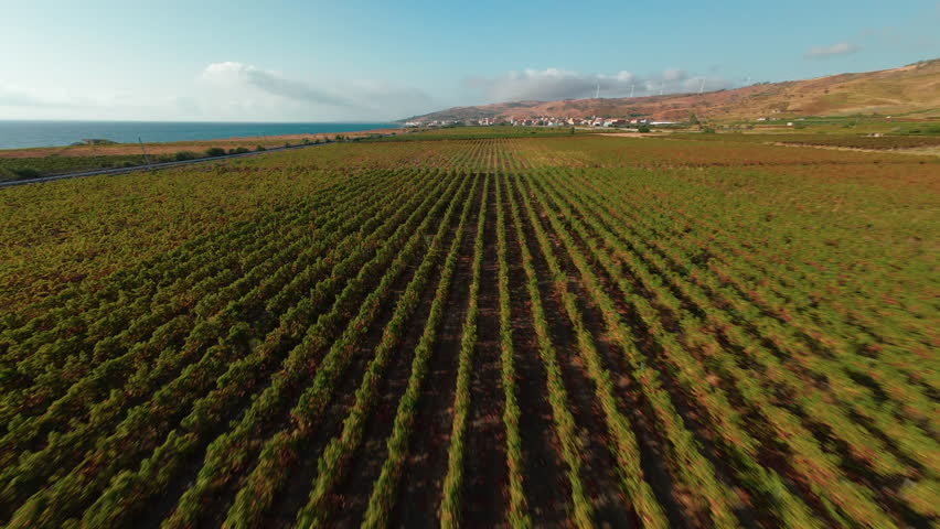 Italina vineyard in Calabria italy 