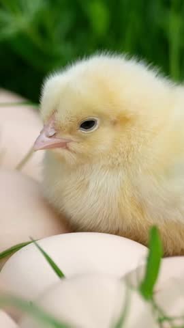 Adorable newborn yellow chick resting on eggs