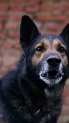 Aggressive dog barking and growling outdoors