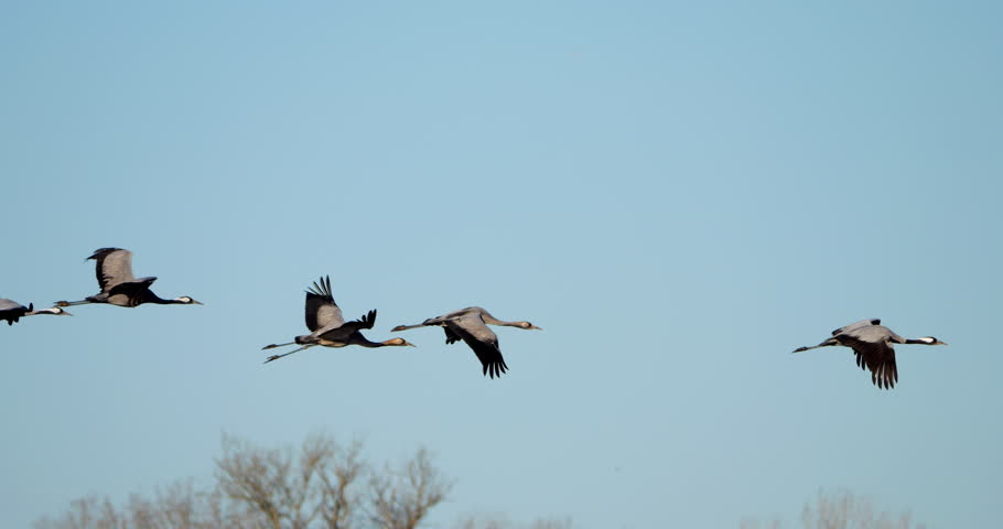 Flock of common cranes (Grus grus), feeding in the fields of the  the Camargue, France