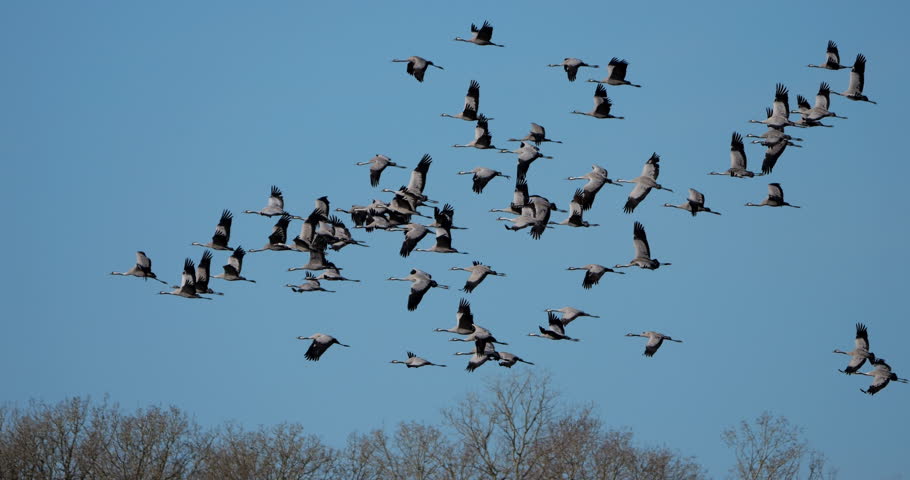 Flock of common cranes (Grus grus), feeding in the fields of the  the Camargue, France
