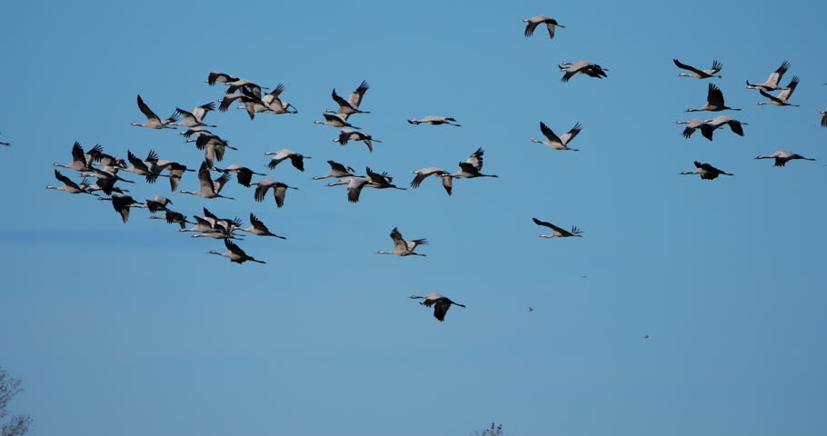 Flock of common cranes (Grus grus), feeding in the fields of the  the Camargue, France