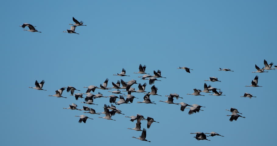 Flock of common cranes (Grus grus), feeding in the fields of the  the Camargue, France