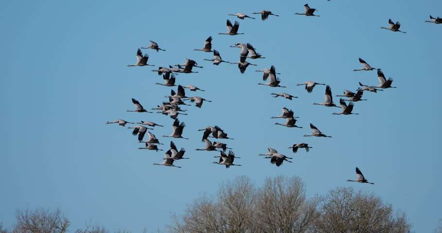 Flock of common cranes (Grus grus), feeding in the fields of the  the Camargue, France