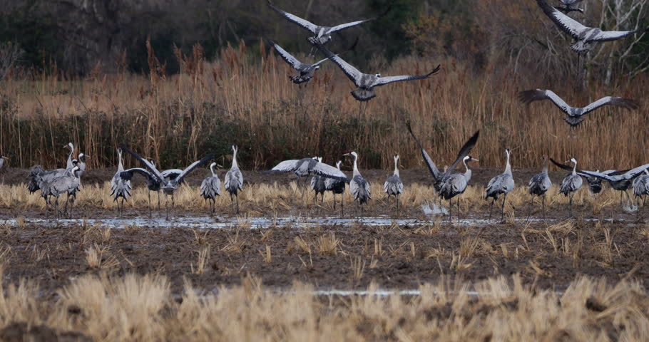 Flock of common cranes (Grus grus), feeding in the fields of the  the Camargue, France