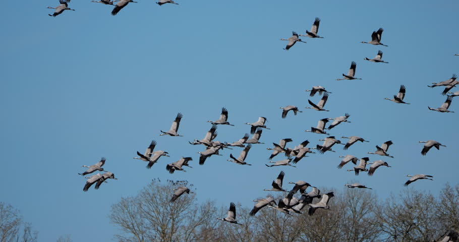 Flock of common cranes (Grus grus), feeding in the fields of the  the Camargue, France