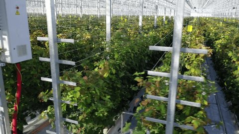 Drone Flying beside Strawberry Rows Greenhouse