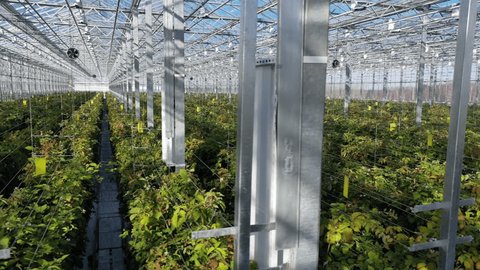 Drone Tracking Strawberry Plants Inside Greenhouse