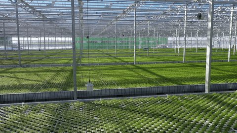 Drone Orbiting Low over Greenhouse Seedlings