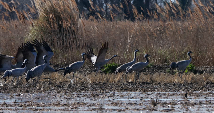Flock of common cranes (Grus grus), feeding in the fields of the  the Camargue, France