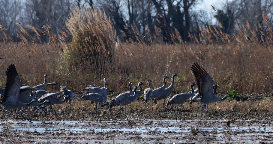 Flock of common cranes (Grus grus), feeding in the fields of the  the Camargue, France