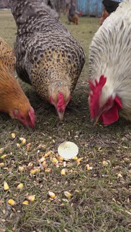 Multiple chickens actively peck at scattered grains on a grassy farm ignoring bitcoin shiner in front of them