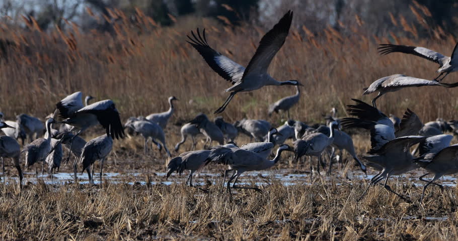 Flock of common cranes (Grus grus), feeding in the fields of the  the Camargue, France