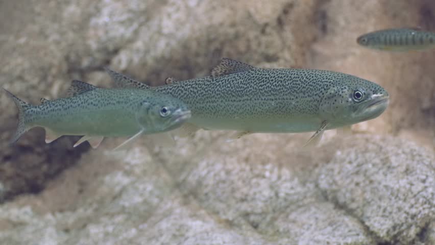 Anadromous cutthroat trout in a tidal area in the Pacific Northwest in Canada.