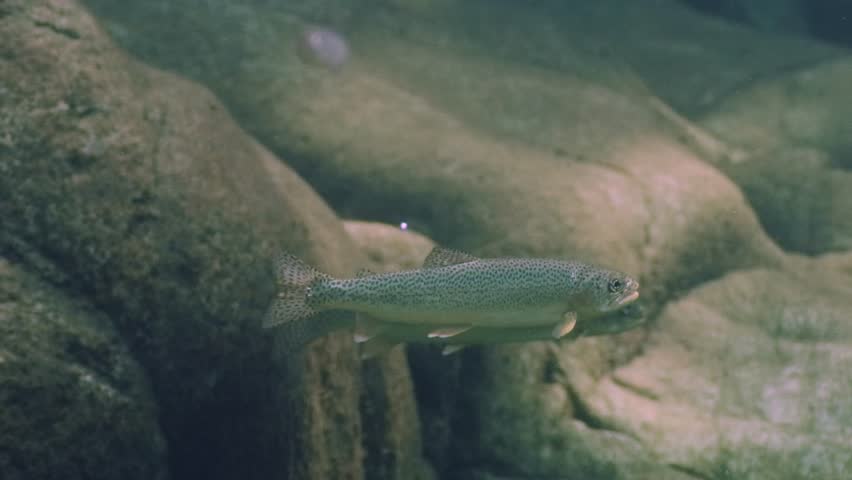 Adult cutthroat trout in an estuary in the Pacific Northwest in Canada.