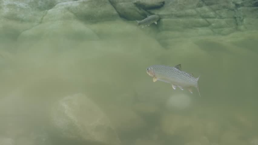 Adult cutthroat trout in an intertidal area in the Pacific Northwest in Canada.