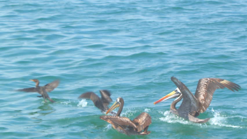 Pelicans and frigatebirds competing for fish from cormorant Piura Peru, slow motion