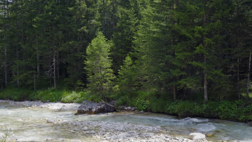 A scenic view of the Sava Dolinka river flowing past a dense green pine forest. The clear alpine water moves over a rocky white riverbed in Slovenia.