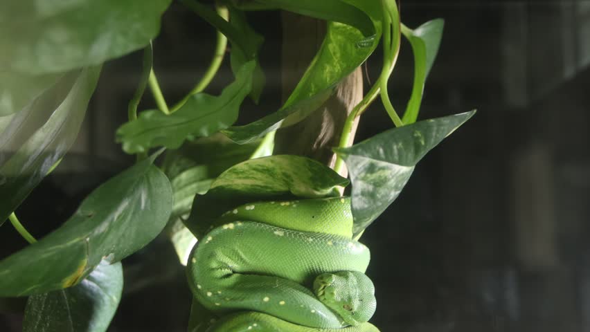 A green python wraps around a branch in a cage in captivity.