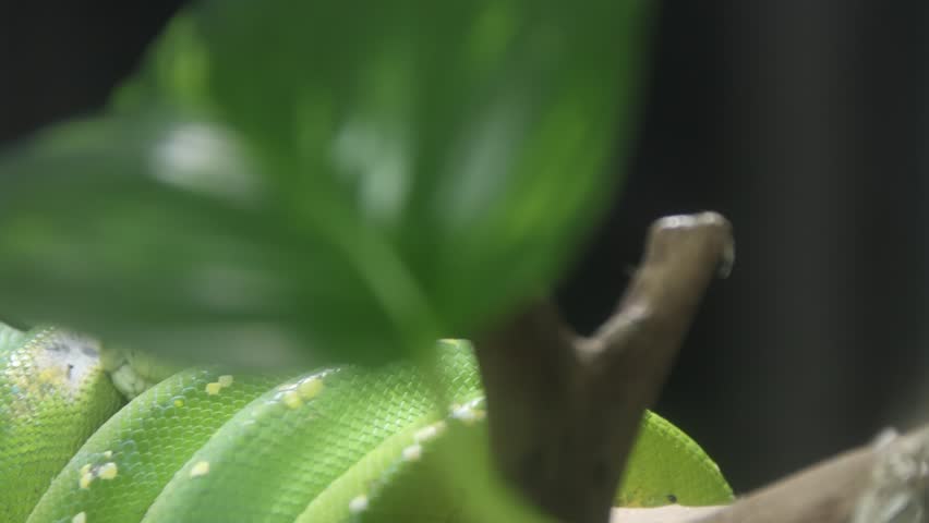 A green python wraps around a branch in a cage in captivity.
