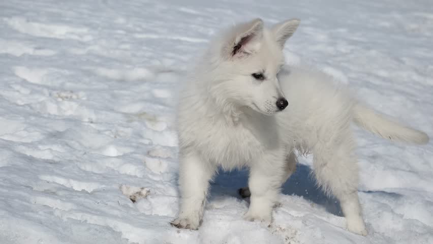 Slow motion footage of a White Swiss Shepherd (Berger Blanc Suisse) puppy plays and runs in a snowy garden in a cottage village in winter.