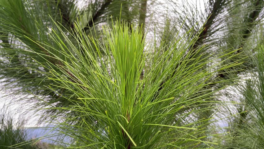 Close-up view of vibrant green pine needles in sunlight, showcasing fine textures and natural patterns of evergreen foliage in an outdoor forest environment.