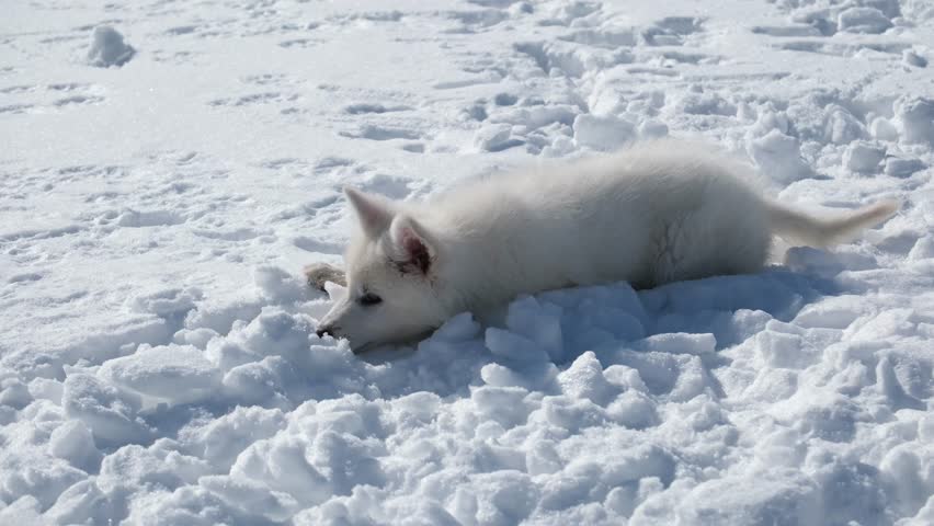 Slow motion footage of a White Swiss Shepherd (Berger Blanc Suisse) puppy lies in the snow in winter.