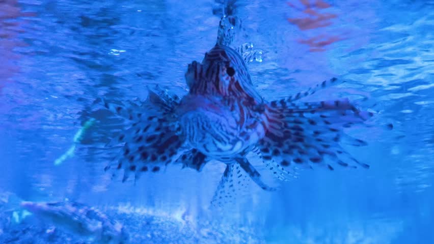 Lionfish swimming gracefully underwater, exotic lionfish gliding through clear water