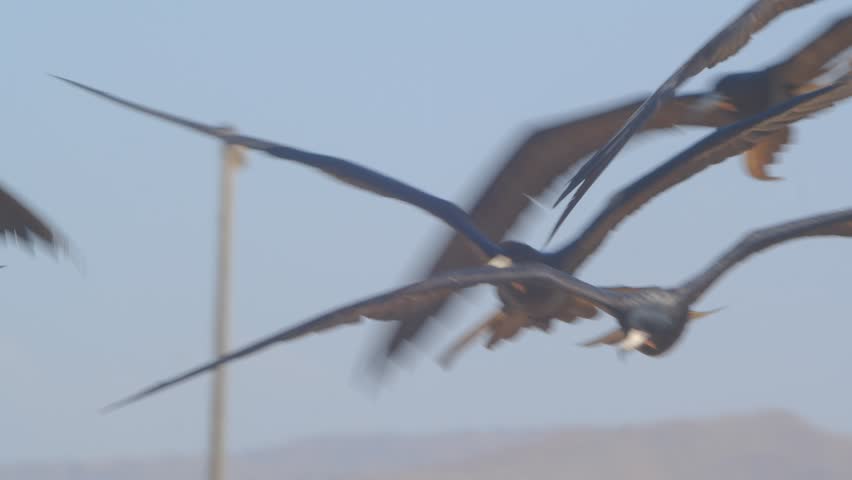 Frigatebird in direct flight toward lens with sky background Piura Peru, close up