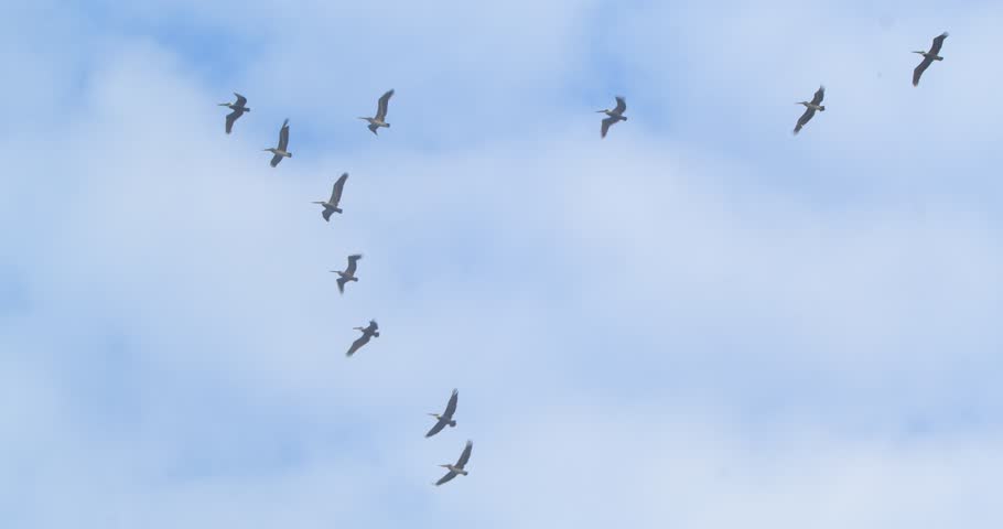 Peruvian pelicans flying in V formation across the sky Piura Peru