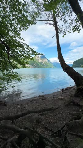 Outdoor energetic dog landscape view of Lake Walensee in Switzerland