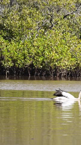 A lone pelican glides across calm river water with dense green mangroves in the background.