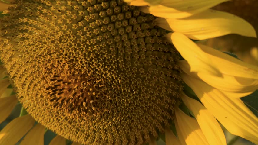 Macro details of a sunflower head pull back to reveal a vast blooming field.
