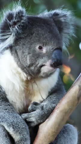 A fluffy koala sits peacefully on a branch, looking around in a vertical portrait.